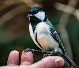 Bird in the Großer garten