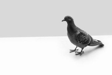 Pigeon on white and grey background. Black and white