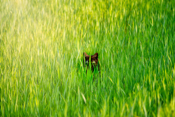 A black cat hiding out in the lush foliage of a springtime grass. Agricultural and farm pets concept.