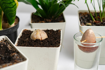 home botany composition, some simple pots with plants and the avocado seed growing on the table
