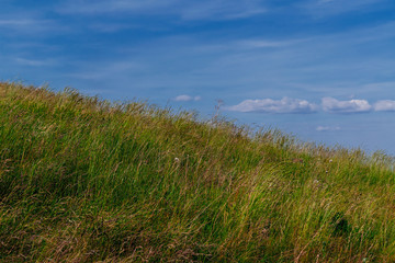 Summer landscape. Meadow with field grasses on a slope against a background of blue sky and white clouds.