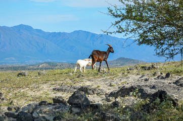 white young goat in the Tatacoa desert in Colombia