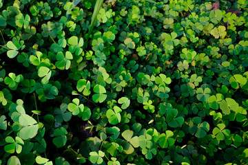 Green clover leaf isolated on white background. with three-leaved shamrocks. St. Patrick's day holiday symbol.	
