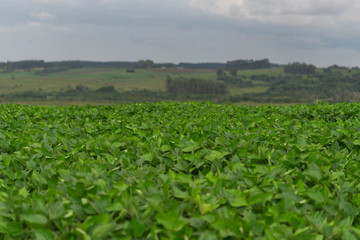 Fototapeta na wymiar Soybean plantation and production farm in Brazil