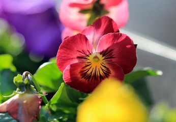 Fototapeta na wymiar Pink flowers pansies in the spring garden