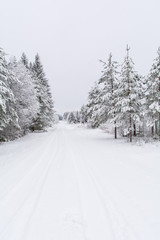 Winter landscape of forest, woodland covered in white snow