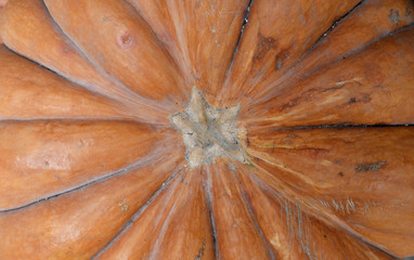 close-up organic gourd detail background