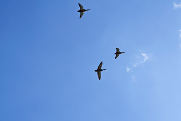 Wild ducks fly against a background of blue sky and white clouds.