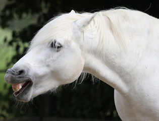 Pony gähnt © r_simmer