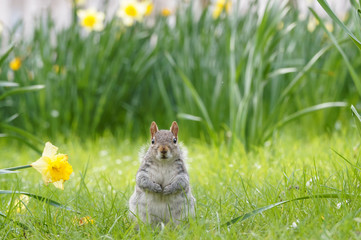 Grey squirrel surrounded by blooming daffodils © Marcin Rogozinski