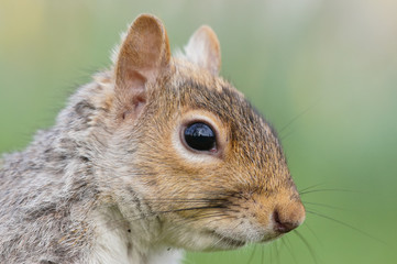 Close up portrait of grey squirrel in a park