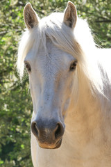 Obraz premium Kucyk, portret