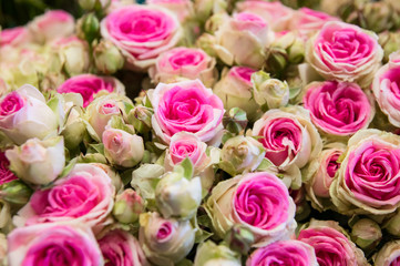 Bouquet of beautiful white and pink bicolor roses