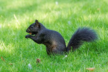 Black squirrel - a melanistic colour variant of the gray squirrel