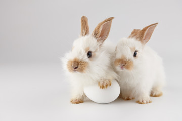 Two white baby rabbits with egg