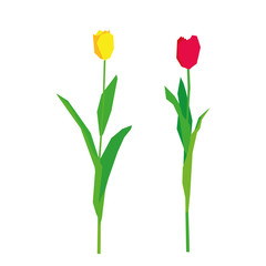 tulips, vector illustration, white background.eps