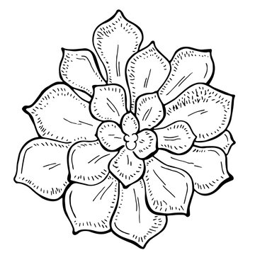 Hand drawn outline succulent on a white background. Flowers in the desert. Vector illustration. Perfect for coloring book, greeting card, print.