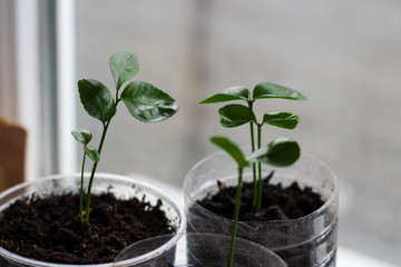  three grapefruit sprouts in pots