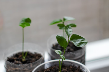 young plant in pot isolated on white