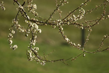 Reneclaude, Blüten