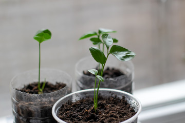 young green plant in pots