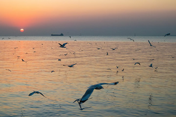 seagulls flying in the sky and sun