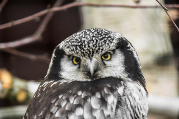 Portrait of Northern Hawk-Owl (Surnia ulula)
