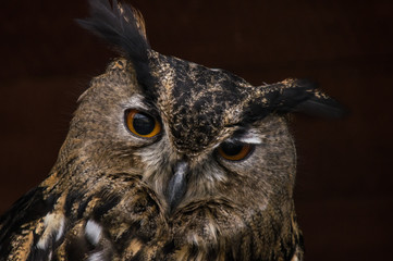 Fototapeta premium Portrait of Long-Eared Owl (Asio otus)