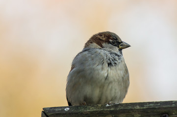 Sparrow perching on wooden fence