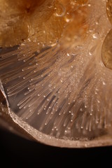 Fragment of a plant in a piece of ice