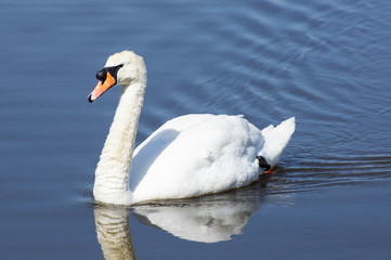 Fototapeta premium Mute swan swimming on a lake