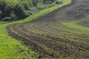 Rows of young crops planted in soil