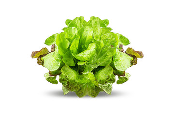 Lettuce isolated on white background with clipping path