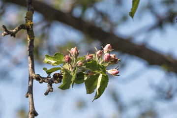Apfelblüte