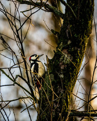 great spotted woodpecker