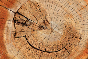 Tree ring close-up