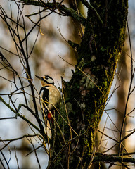 great spotted woodpecker