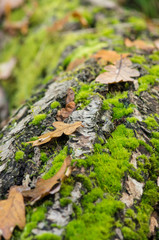 Birch log laying in a forest covered with moss