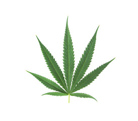 Green cannabis sativa leaves isolated on white background. is the type that finds THC more than other types. Marijuana Suitable for use in work to stimulate creativity. Brain function.