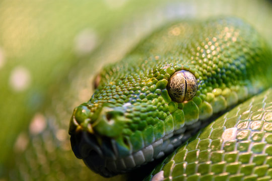 green snake on a branch