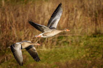 grey goose in flight