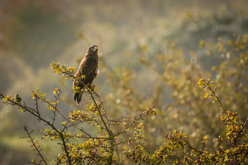 common buzzard