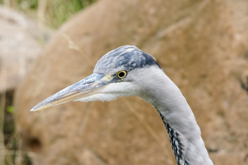 Grey Heron (Ardea cinerea) close up of the head