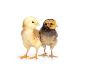 Two Colorful chicks from chicken color eggs easter egger isolated on white background and copy space.