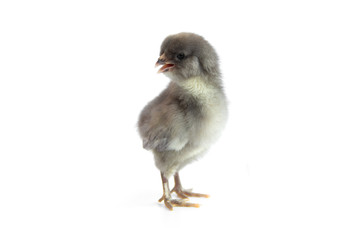 chick from chicken color eggs olive egger isolated on white background.