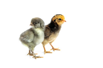 Two Colorful chicks from chicken color eggs easter egger and olive egger isolated on white background.