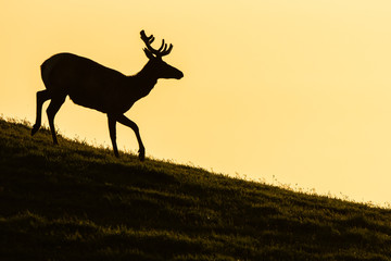 Silhouette of Elk