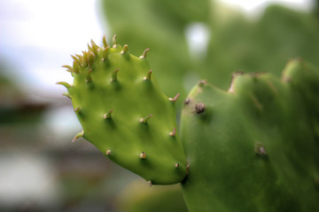 YOUNG CACTUS