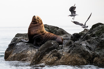 Sea Lion on Rocks