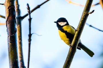 great tit on a branch